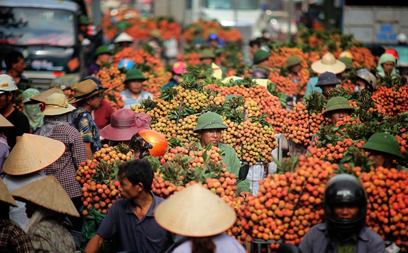 Bac Giang attracts tourists during lychee harvest season